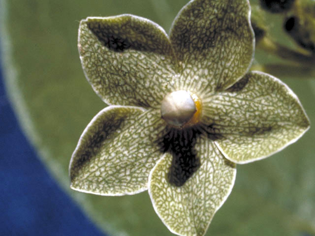 Matelea reticulata (Pearl milkweed vine) #2963