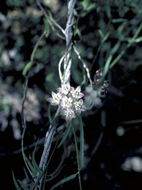 Funastrum cynanchoides ssp. heterophyllum (Hartweg's twinevine) #2965