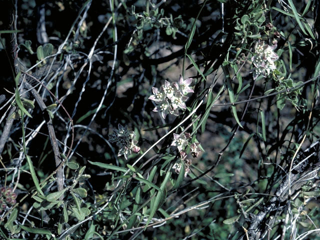 Funastrum cynanchoides ssp. heterophyllum (Hartweg's twinevine) #2966