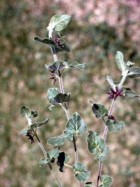 Matelea biflora (Purple milkweed vine) #2806