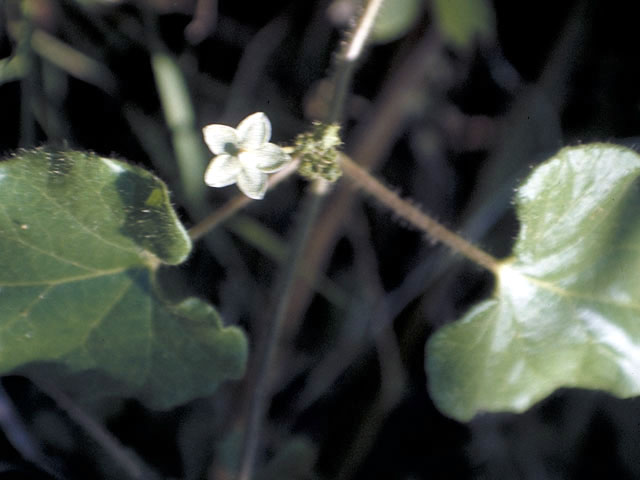 Matelea reticulata (Pearl milkweed vine) #2807