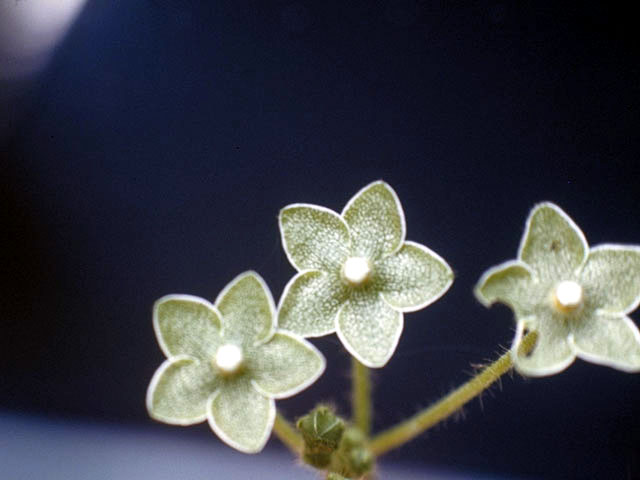 Matelea reticulata (Pearl milkweed vine) #2808