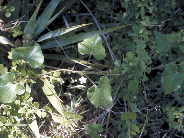 Matelea reticulata (Pearl milkweed vine) #2809