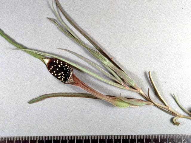 Aristolochia erecta (Swanflower) #2810