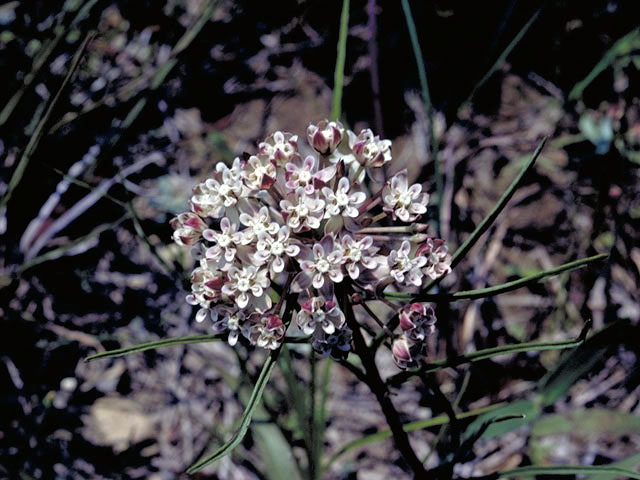 Asclepias michauxii (Michaux's milkweed) #2830