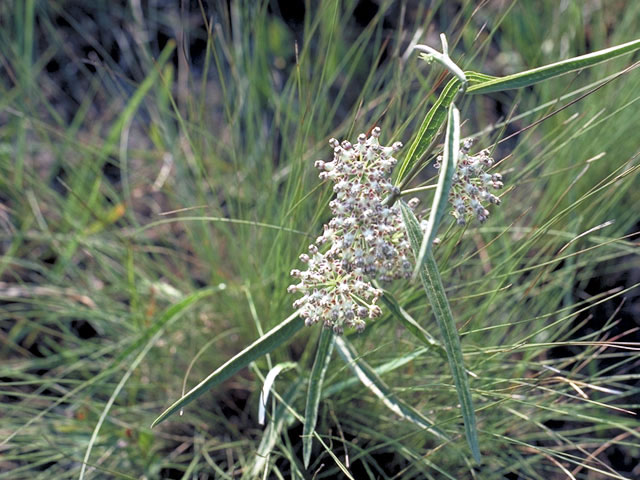 Asclepias longifolia (Longleaf milkweed) #2831