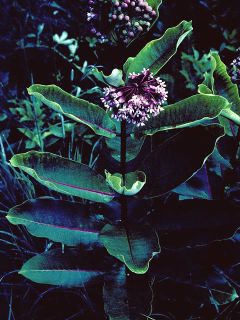 Asclepias syriaca (Common milkweed) #2832