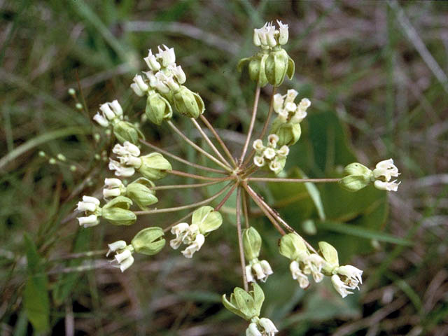 Asclepias amplexicaulis (Clasping milkweed) #2833
