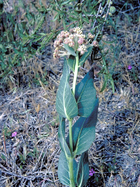 Asclepias humistrata (Pinewoods milkweed) #2834