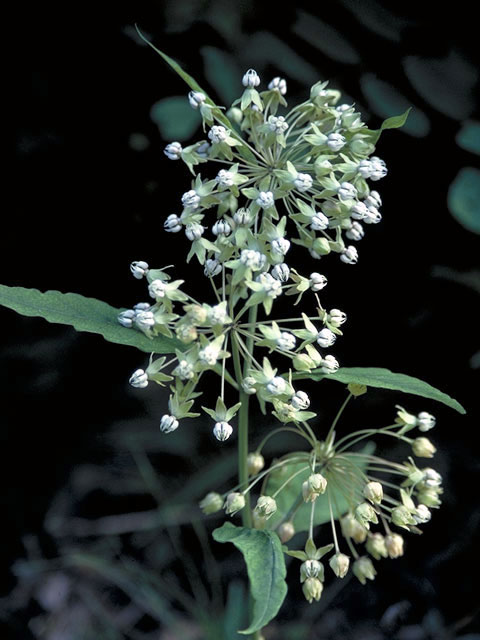 Asclepias exaltata (Poke milkweed) #2843