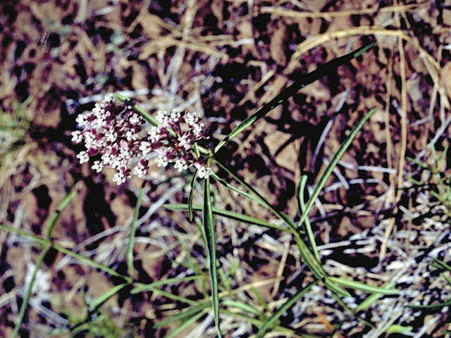 Asclepias fascicularis (Mexican whorled milkweed) #2844