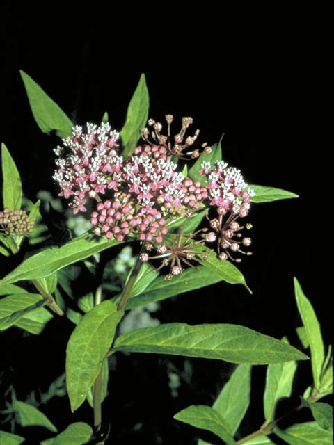 Asclepias incarnata (Swamp milkweed) #2851