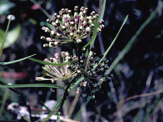 Asclepias longifolia (Longleaf milkweed) #2855