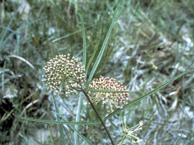 Asclepias longifolia (Longleaf milkweed) #2856