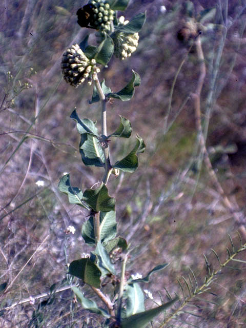 Asclepias viridiflora (Green comet milkweed) #2858