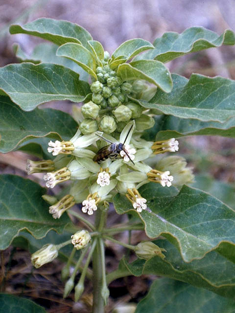 Asclepias oenotheroides (Zizotes milkweed) #2859
