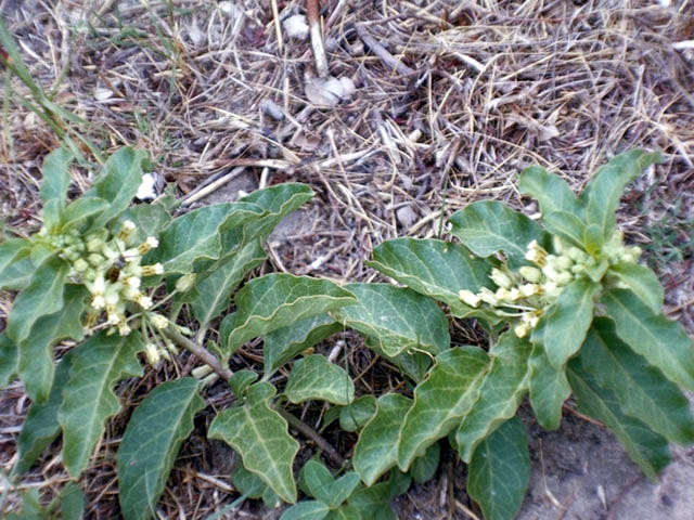Asclepias oenotheroides (Zizotes milkweed) #2860