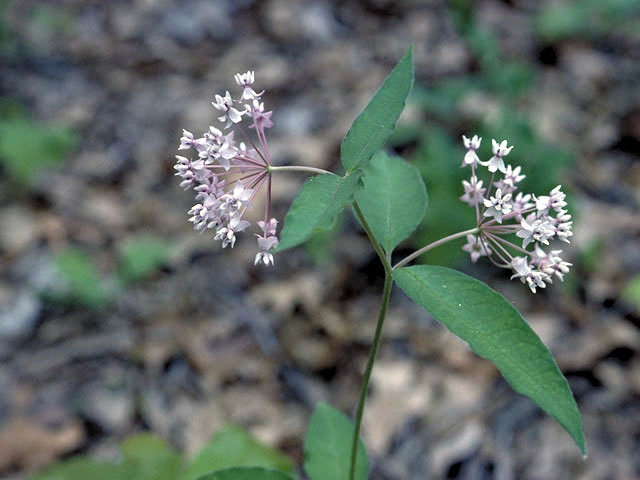 Asclepias quadrifolia (Fourleaf milkweed) #2865