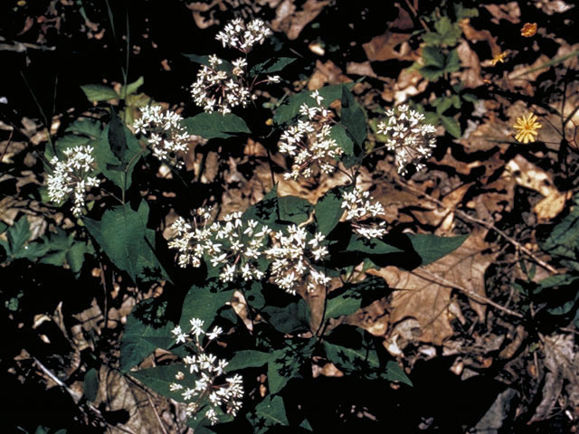 Asclepias quadrifolia (Fourleaf milkweed) #2867