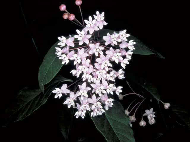 Asclepias quadrifolia (Fourleaf milkweed) #2868
