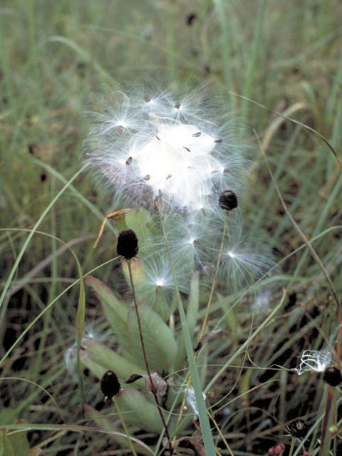 Asclepias speciosa (Showy milkweed) #2870
