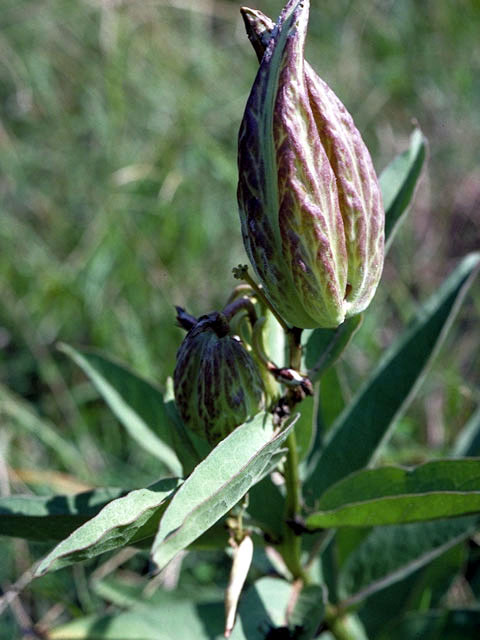 Asclepias speciosa (Showy milkweed) #2872
