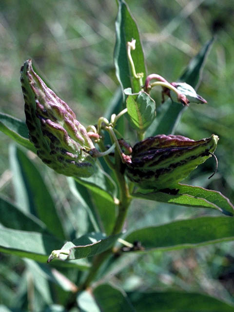 Asclepias speciosa (Showy milkweed) #2873