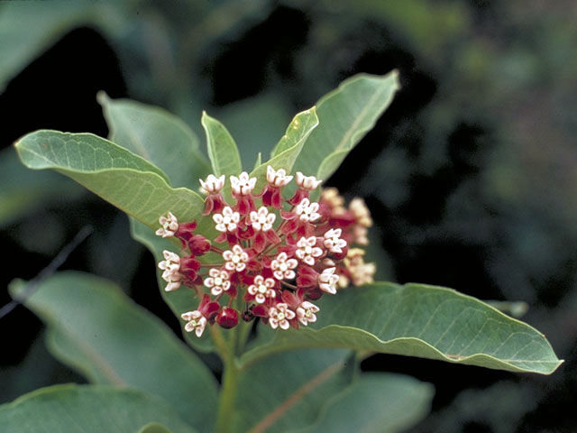 Asclepias syriaca (Common milkweed) #2883
