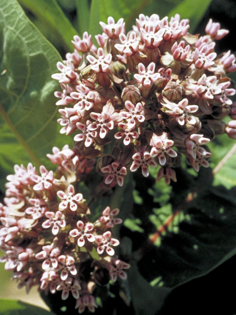 Asclepias syriaca (Common milkweed) #2885