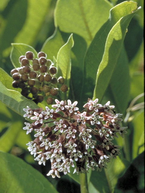 Asclepias syriaca (Common milkweed) #2968