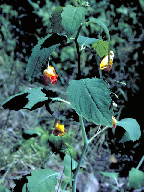 Impatiens capensis (Jewelweed) #2972