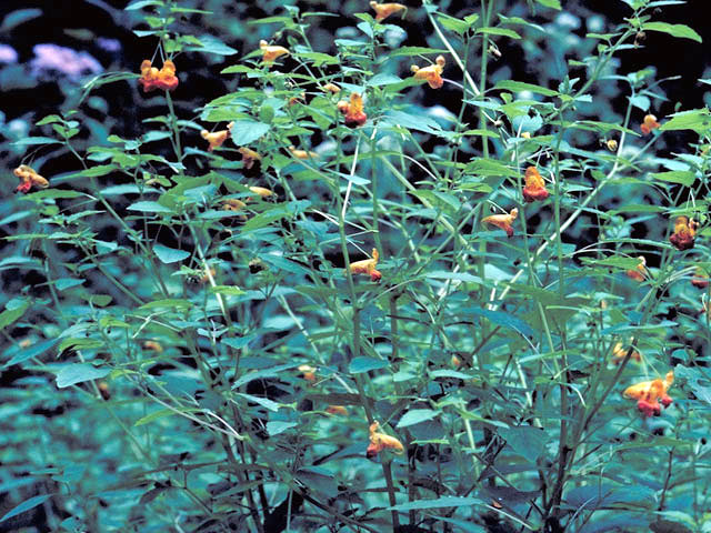 Impatiens capensis (Jewelweed) #2973