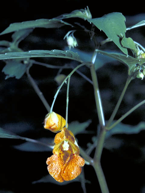 Impatiens capensis (Jewelweed) #2975