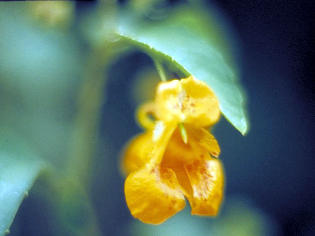Impatiens capensis (Jewelweed) #2977