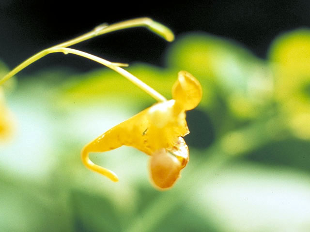 Impatiens capensis (Jewelweed) #2978