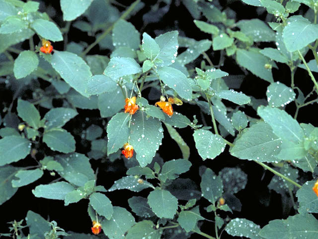 Impatiens capensis (Jewelweed) #2981