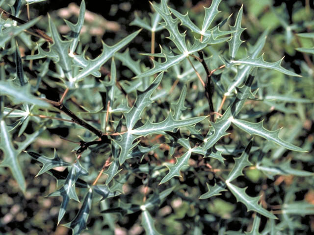 Mahonia trifoliolata (Agarita) #2995