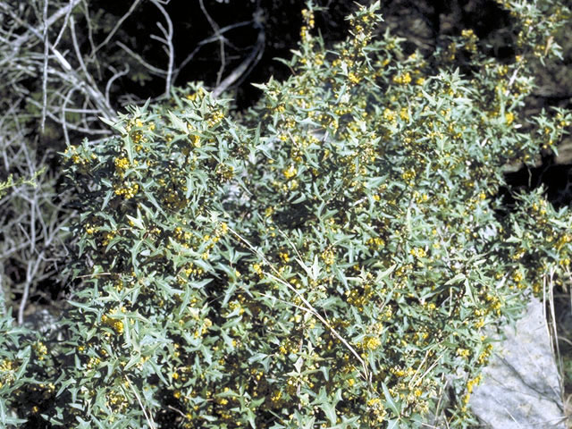 Mahonia trifoliolata (Agarita) #2997