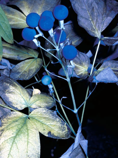 Caulophyllum thalictroides (Blue cohosh) #3002