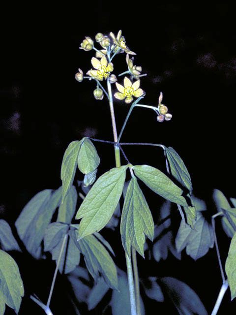 Caulophyllum thalictroides (Blue cohosh) #3005