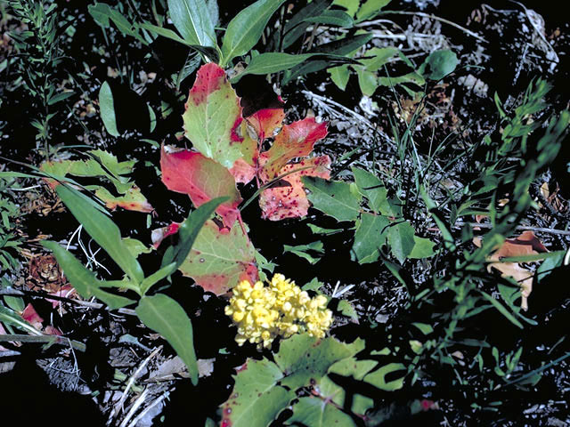 Mahonia aquifolium (Holly-leaved barberry) #3012