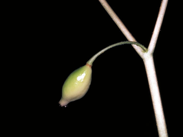 Podophyllum peltatum (Mayapple) #3023
