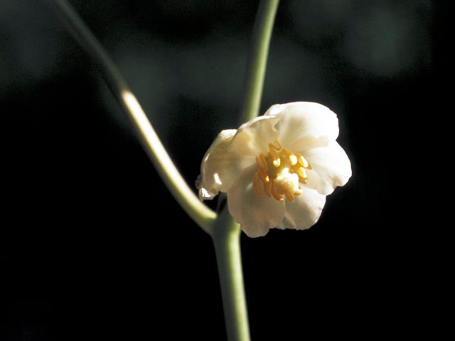 Podophyllum peltatum (Mayapple) #3024