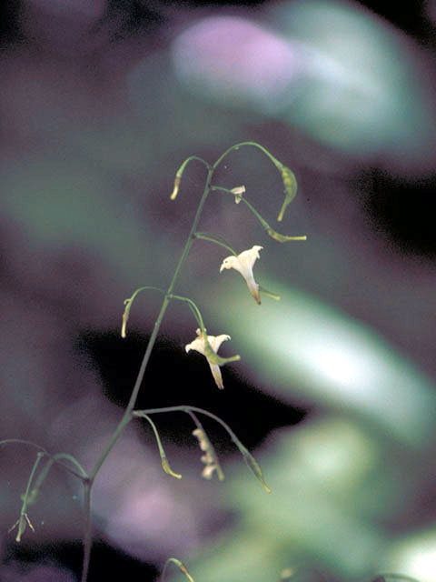 Vancouveria hexandra (White insideout flower) #3029