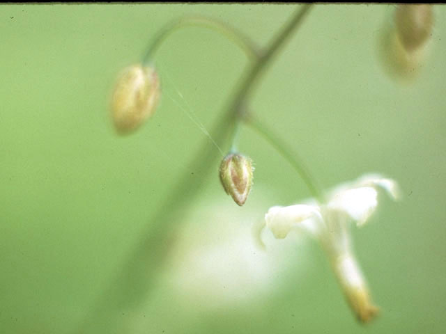 Vancouveria hexandra (White insideout flower) #3032