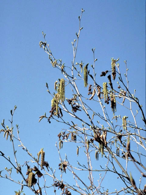 Alnus viridis ssp. sinuata (Sitka alder) #3035