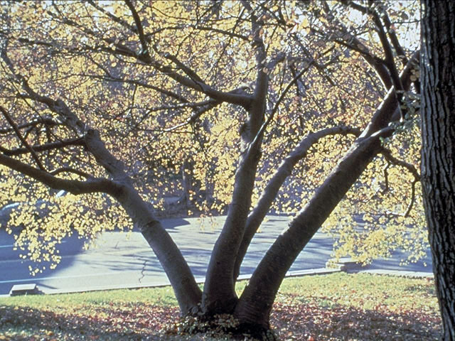 Betula nigra (River birch) #3037