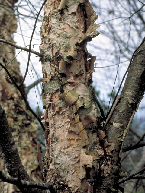 Betula nigra (River birch) #3038