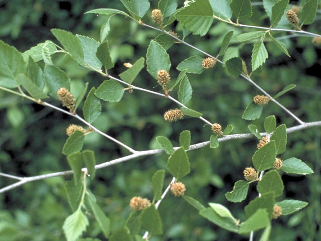 Betula nigra (River birch) #3039