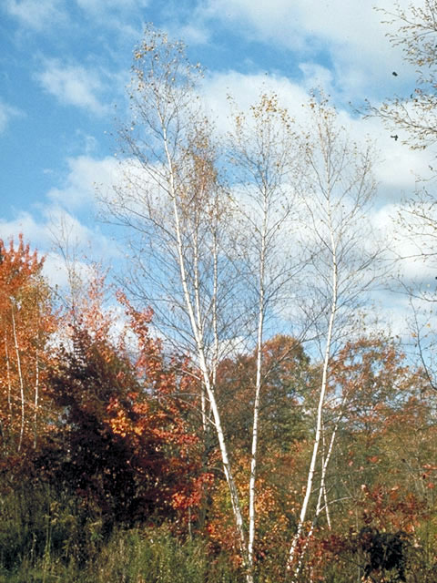 Betula populifolia (Gray birch) #3043
